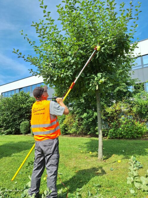 taille branche pommier