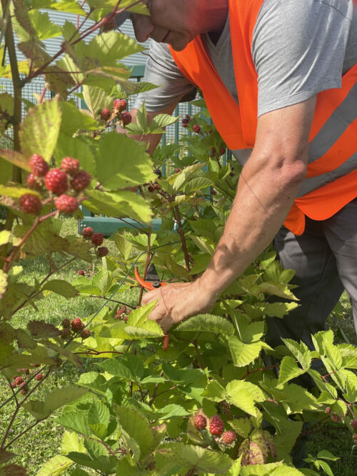 Employé régie des écrivains qui coupe une branche d'un framboisier