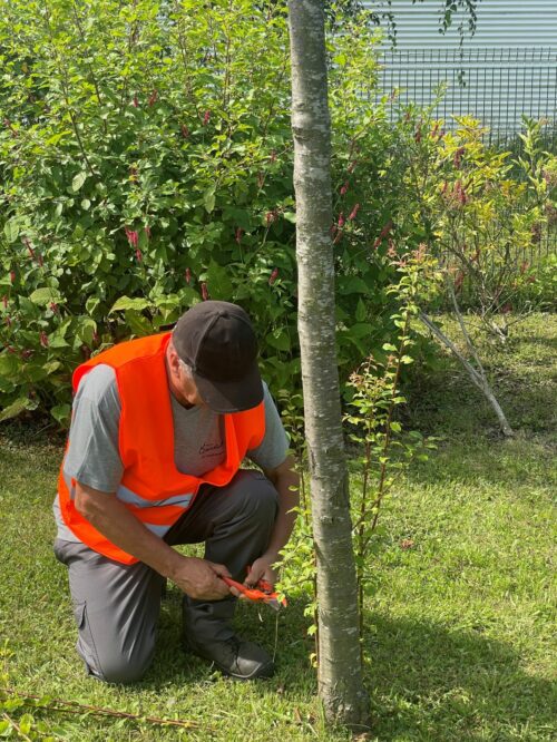 taille pied pousse arbre